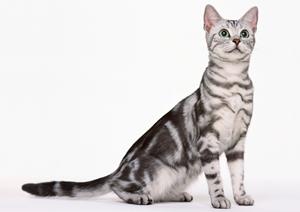 猫の健康を考えるなら必見！療法食の選び方と効果を徹底解説